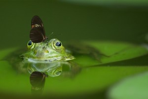 frog-540812_1280